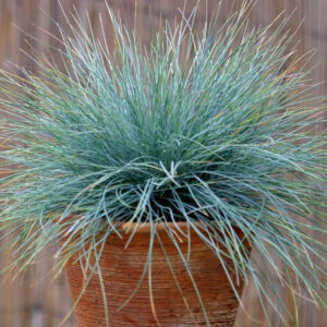 Elijah Blue (Festuca glauca)