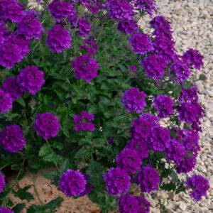 Purple Verbena (Verbena bonariensis)