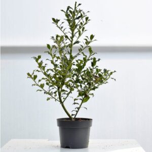 English Holly (Ilex aquifolium)