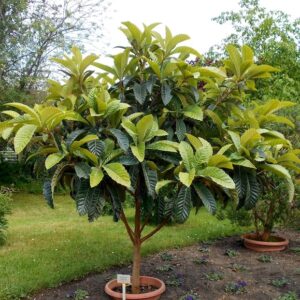 Loquat (Eriobotrya japonica)