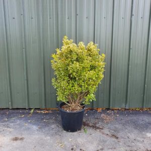 Gold Spot Euonymus (Euonymus japonica "Gold Spot")