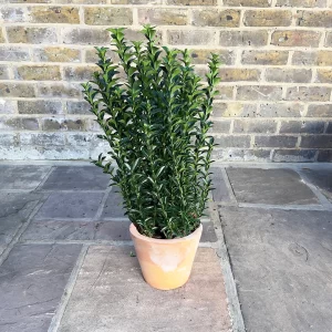 Japanese Euonymus (Euonymus japonicus "Green Spire")