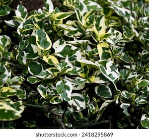 Silver Spot Euonymus (Euonymus japonica 'Silver Spot')