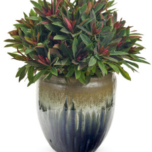 efanth's spurge (Euphorbia efanthia)