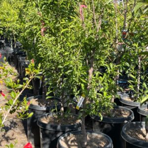 Santa Rosa Plum (Prunus salicina 'Santa Rosa Plum')