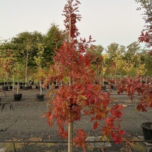Pin Oak (Quercus palustris)