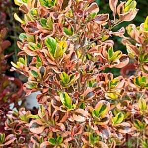 Pink Coprosma (Coprosma repens 'Pink')
