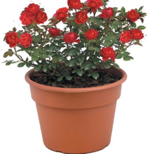 Meidiland Rose (Rosa 'Meidiland')