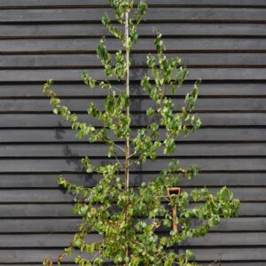 Italian alder (Alnus cordata)