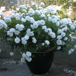 Iceberg Rose (Rosa 'Iceberg')