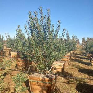 interior live oak (Quercus wislizeni)