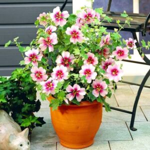 Lavandula (Lavandula bicolor)