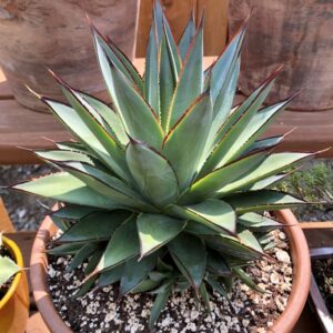 Blue Glow Agave (Agave azul)