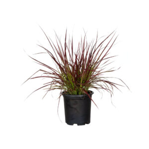 Fireworks Fountain Grass (Pennisetum setaceum 'Fireworks')