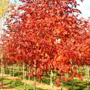 Autumn Applause Ash (Fraxinus excelsior 'Autumn Applause')