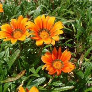 Treasure Flower (Gazania rigens)