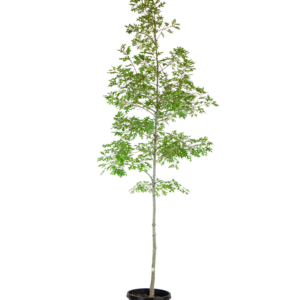 Scarlet Oak (Quercus coccinea)