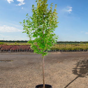 Iliad Linden (Tilia cordata 'Iliad')