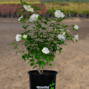 Rose of Sharon (Hibiscus syriacus 'Diana')