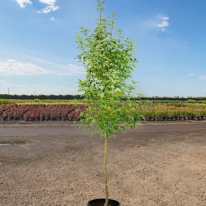 Snow Drift (Malus x purpurea)