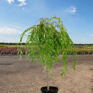 Weeping Higan Cherry (Prunus subhirtella 'Pendula')