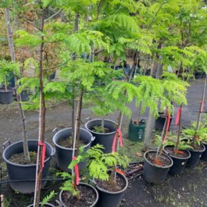 Shademaster Honeylocust (Gleditsia triacanthos 'Shademaster')