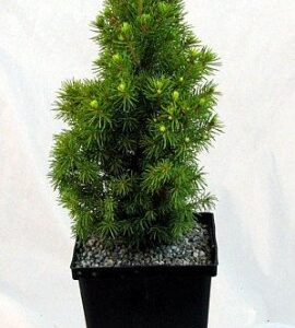 Picea glauca (White Spruce)