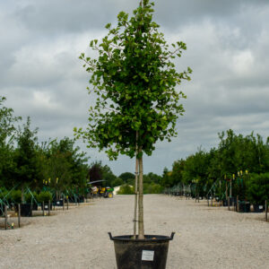 Limelight Cypress (Cupressus glabra 'Limelight')