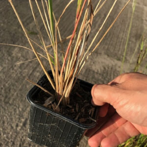 Karl Foerster grass (Calamagrostis acutiflora 'Karl Foerster')