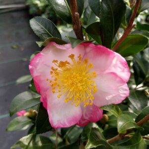 Hana Jiman (Camellia sasanqua)