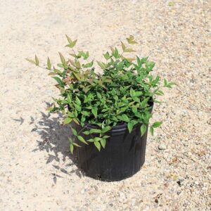 Dwarf Heavenly Bamboo (Nandina domestica 'Harbor Dwarf')