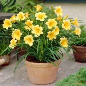 Stella de Oro Daylily (Hemerocallis 'Stella de Oro')
