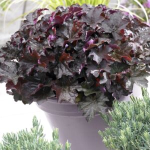 Coral Bells (Heuchera 'Purple Palace')