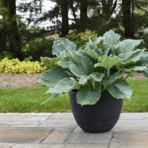 Plantain Lily (Hosta)