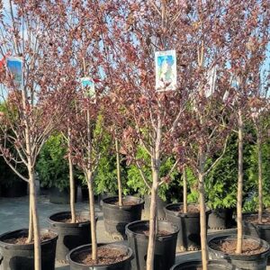 Purple Plum (Prunus cerasifera 'Thundercloud')