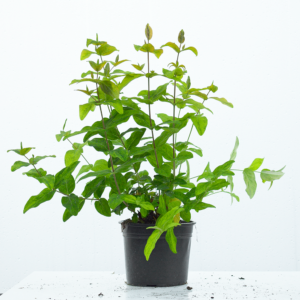 St. John's Wort (Hypericum beanianum)