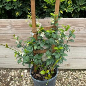 Star Jasmine (Trachelospermum jasminoides)