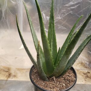 Aloe (Aloe vera)