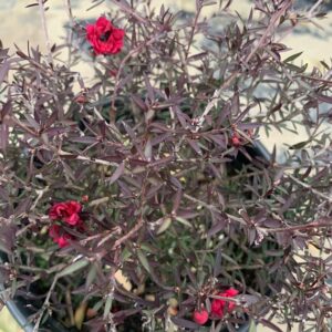 ruby glow tea tree (Leptospermum ruby glow)