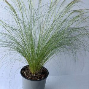 Mexican Feather Grass (Nassella tenuissima)