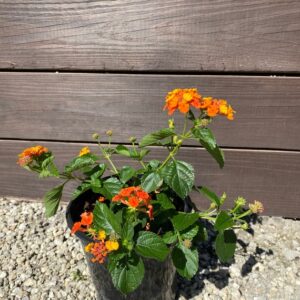 Radiation Lantana (Lantana camara 'Radiation')