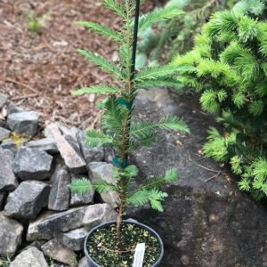 Soquel (Sequoiadendron giganteum)
