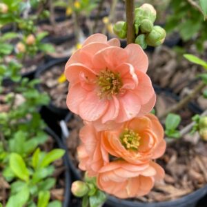 Flowering Quince (Chaenomeles)