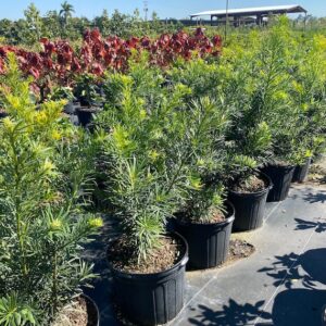 yew pine (Podocarpus macrophyllus 'Maki')