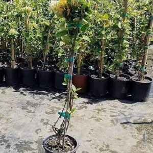 Honeysuckle (Lonicera)