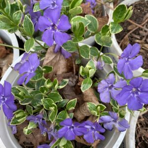 Periwinkle (Vinca minor 'Sterling Lace')