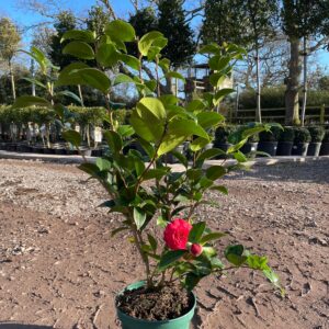 Kramer's Supreme (Camellia japonica)