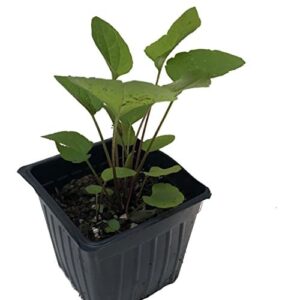 Silt Loam (Soil Yards Soil Higtmoon)