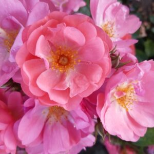 Meidiland rose (Rosa 'Pink Meidiland')