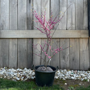Redbud Multi (Cercis canadensis)
